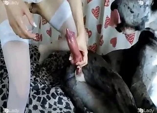 Aesthetic dog bestiality porn session – Zoo Porn Tube