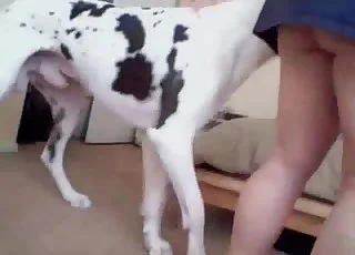 Dalmatian fucked my wife better than me