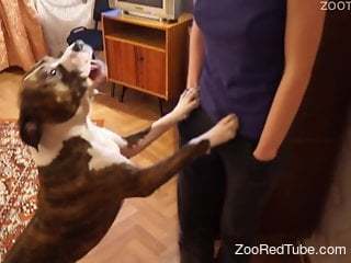 STOCKINGS-WEARING AMATEUR ZOO SLUT FUCKING DOG.mp4