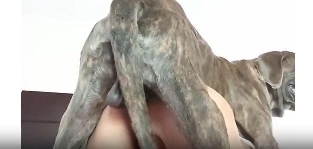Beauty with big fake boobs fucked by a kinky dog.mp4