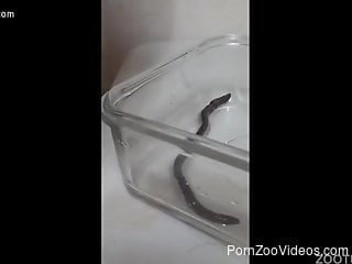 Snake zoohpilia fetish amateur video with a man.mp4