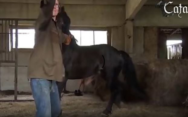 Animal Porn.mp4