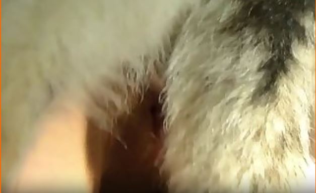 Animals.having Coition.mp4