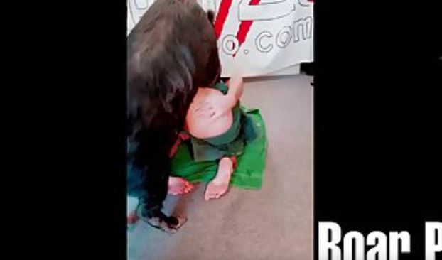 Boar Samba xxx xnxx1.mp4