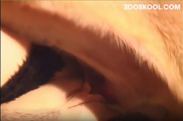 Dog porn.mp4