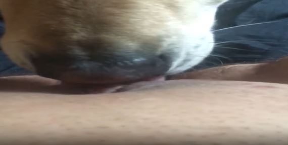 Doggy Licks Ftm Pussy.mp4