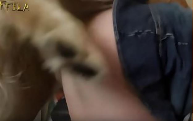 Free Free Free Movies.mp4