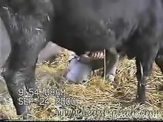 Horny farmer strokes his favorite animal’s big dick.mp4