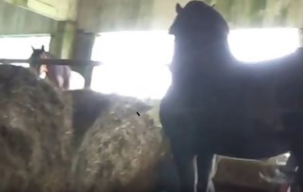 Naked Teen Riding A Horse.mp4