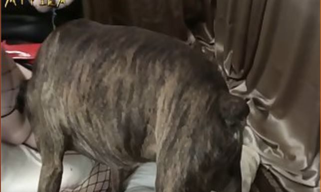 The Wolf Engorged Himself On Her Voluptuous Boobs.mp4