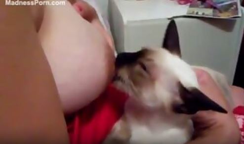 Kinky kitty indulging in some true breast worship.mp4