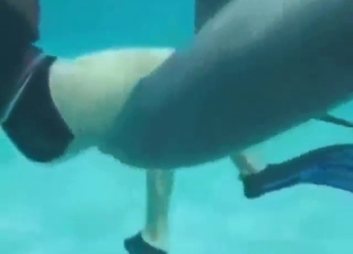 Dolphin porn movie with a sexy animal being hot