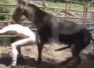Donkey is going to fuck that asshole deep