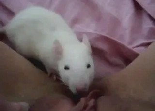 Happy white rat crawling inside vag — short zoo cli