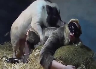 Pig uses its corkscrew cock to fuck a tight twat