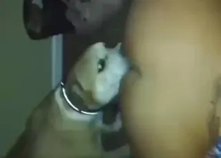 Pitbull Licking Girl’s Pussy and Asshole in HD