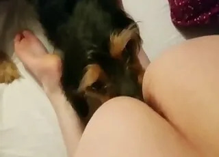 Sensual Doggy Style Ass Eater HD Zoo Sex Clip animal sex Porn Tube