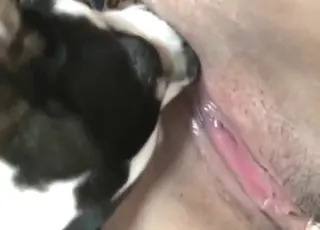 Shaved Slut Lets Dog Savor Her Vag in HD Zoo Sex Clip