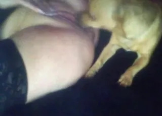 Small Dog Zoo Clip With Masturbation HD animal sex Tube